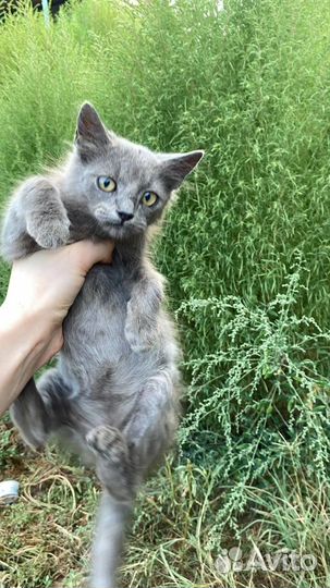 Британские вислоухие