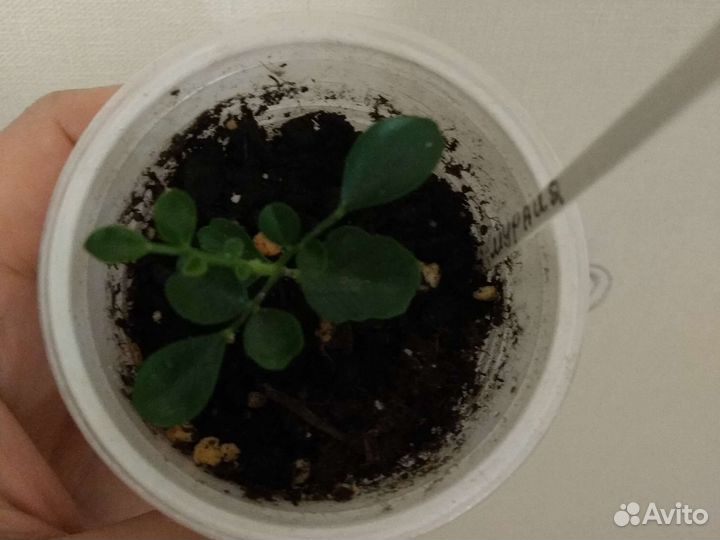 Мурайя,кумкват