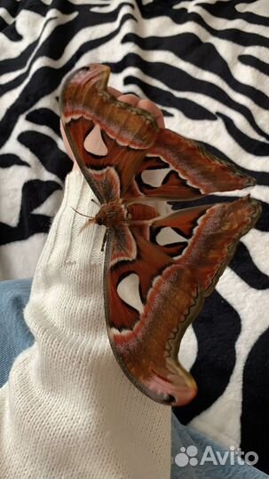 Куколки - коконы бабочек для выращивания