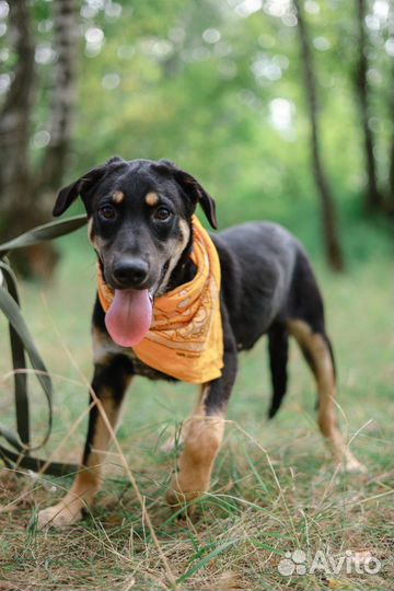 Щенок собака Бонд из приюта бесплатно