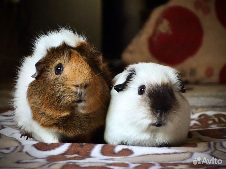 Передержка морских свинок. Бесплатно