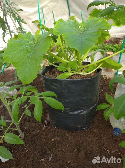 Емкость для рассады. Новые