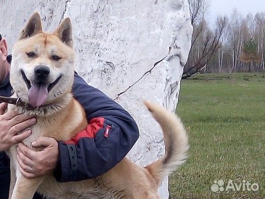 Собака в добрые руки отдам бесплатно