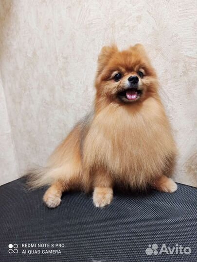 Стрижка собак и кошек м. Медведково