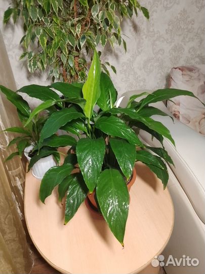 Спатифиллум