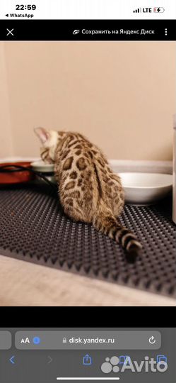 Бенгальская кошка