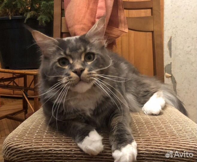 Кот мейн-кун вязка