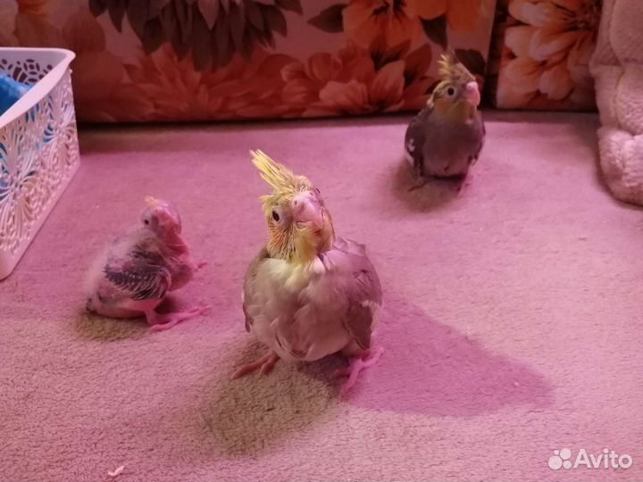 Попугай корелла птенец