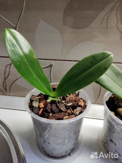 Орхидея фаленопсис Мастерпис детка