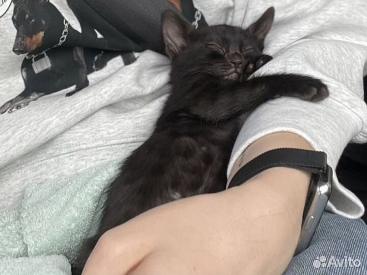 Бенгальский котенок