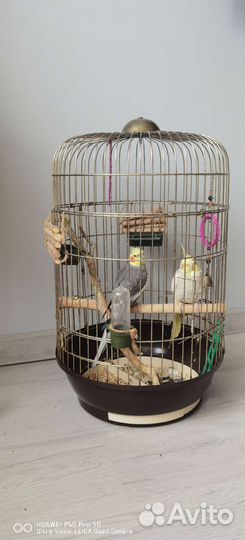 Попугай кореллы