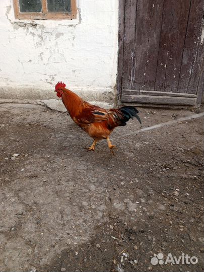 Петушки молодые 7 месяцев