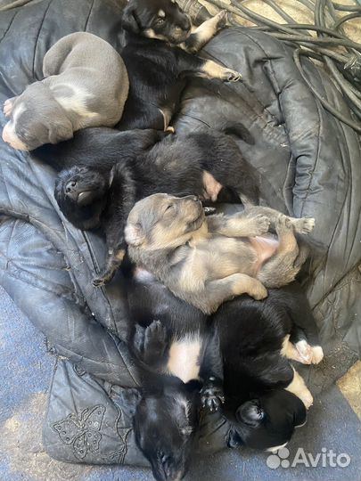 Щенки в добрые руки