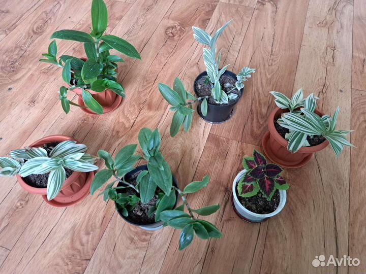 Цветы комнатные