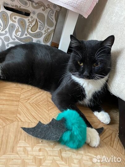 Котик