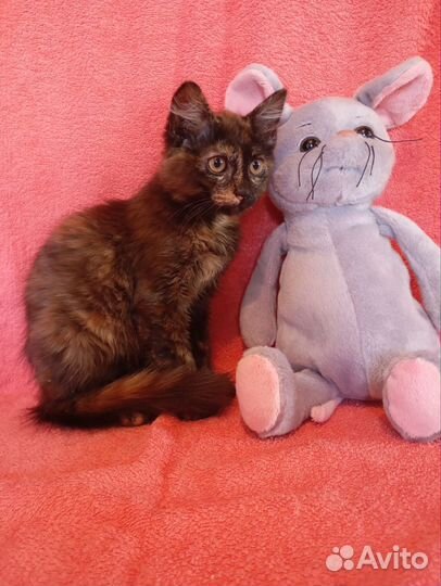 Котята бесплатно