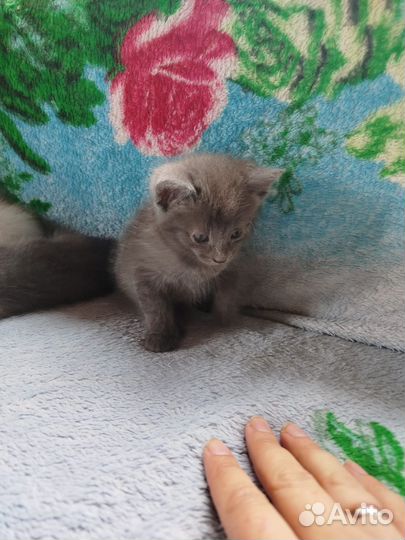 Отдам в добрые руки котят