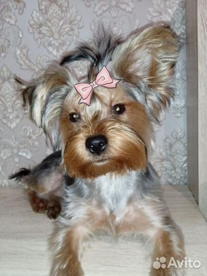 Йоркширский терьер