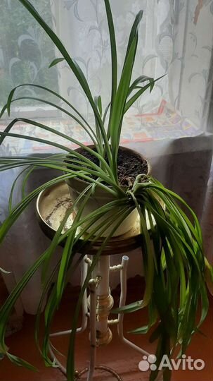 Хлорофитум