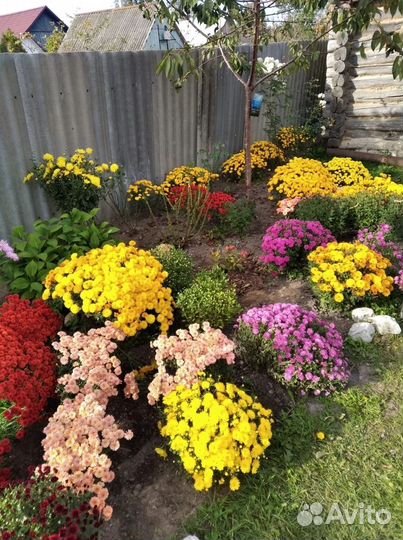 Хризантемы мультифлора