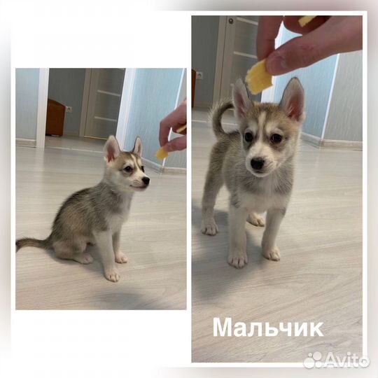 Щенки сибирской хаски