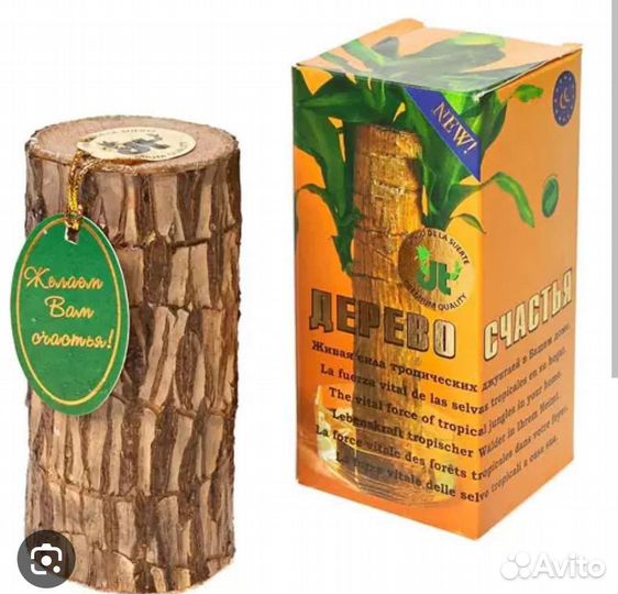 Драцена-дерево счастья