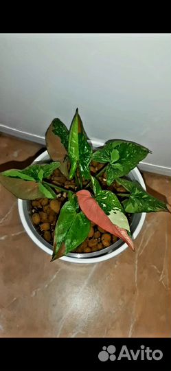 Сингониум ред спот триколор