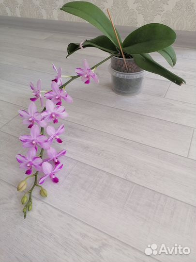 Орхидея