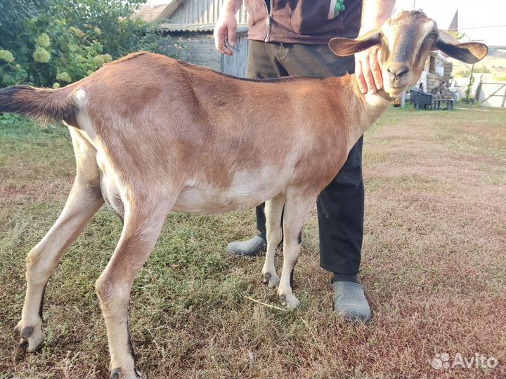 Нубийские козы покрытые процентные