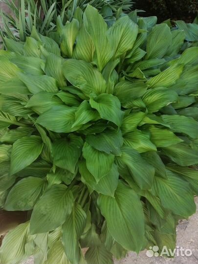 Хосты разные