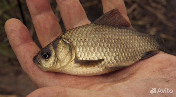 Живец карась