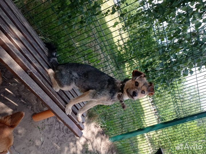 Шеба, 2 года, мелкого размера в квартиру