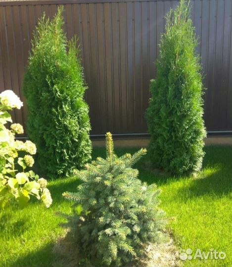 Туи Смарагд