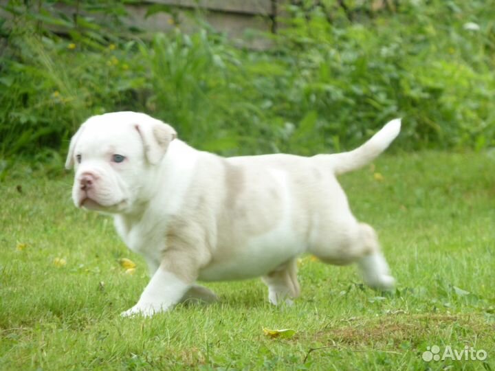 Американский булли