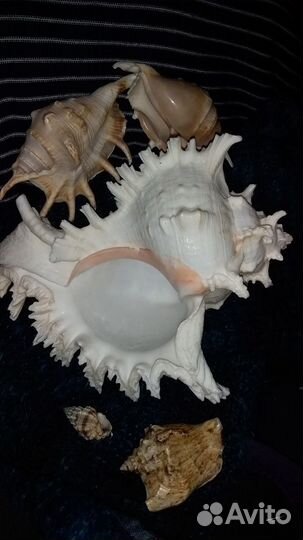 Морские ракушки раковины