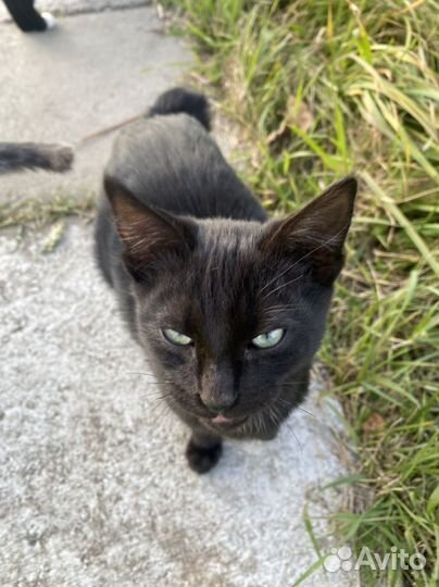 Котик черный