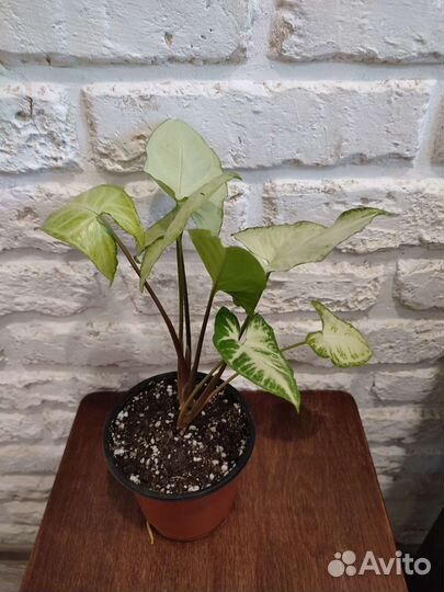 Комнатные цветы