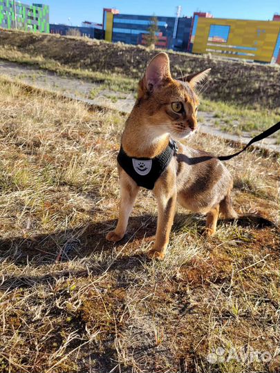 Абиссинская кошка вязка