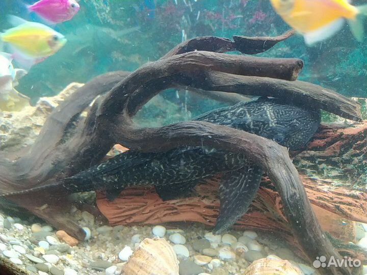 Птеригоплихт (Парчовый сом)