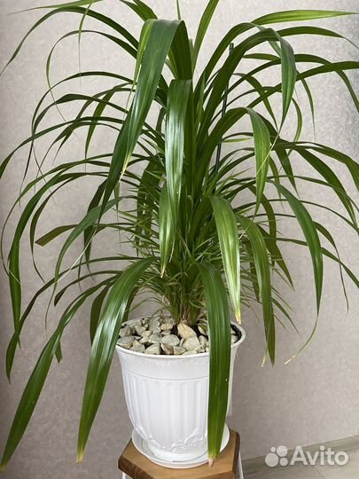 Пальма винтовая панданус