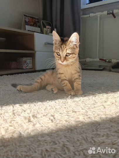 Кошка в дар 3 месяца