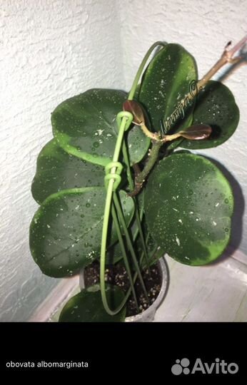 Хойи сортовые