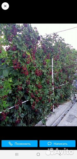 Саженцы ежевики сортовой