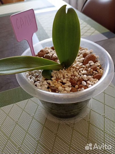 Орхидея фаленопсис детка