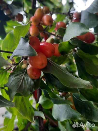 Кизил, саженцы Зизифуса