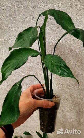 Спатифиллум