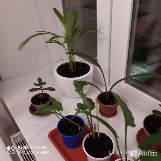 Комнатные растения цветы