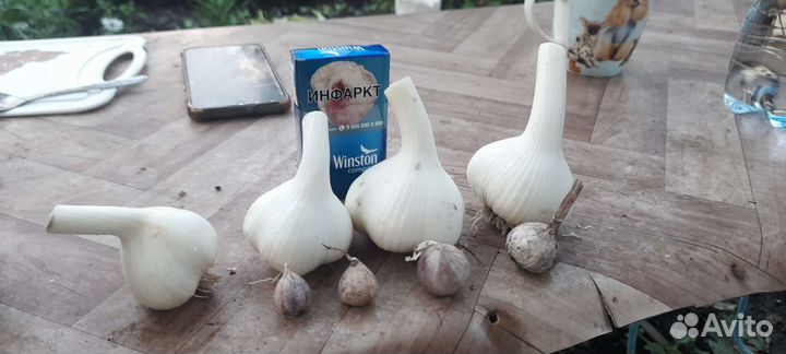 Чеснок озимый семенной,сорт 