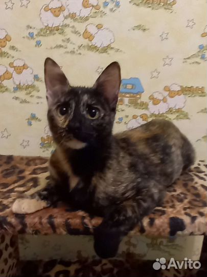 Котенок девочка