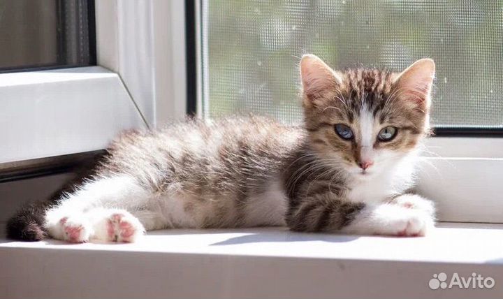 Котенок Mиkkи в добрые руки